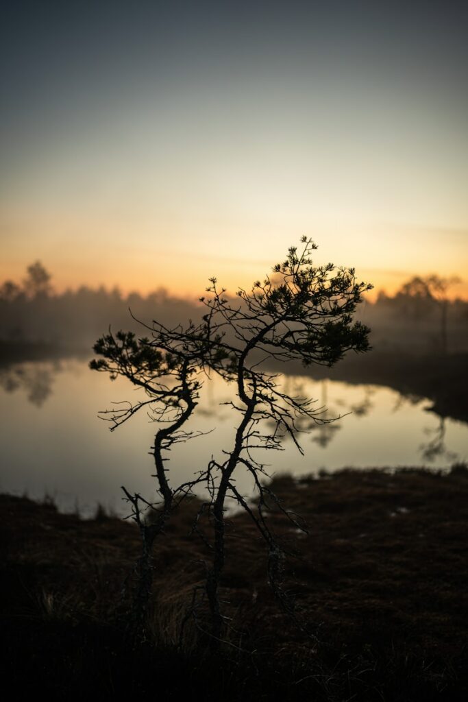 a tree that is standing in the grass